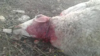 El animal, que presenta una herida en el cuello, fue parcialmente devorado.
