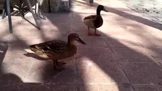 En la céntrica plaza de la Magdalena de la capital aragonesa viven desde hace cuatro días dos patos. Las aves han sido el centro de atención de la plaza durante estos días.