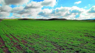 Un campo de cebada de Fuentes Claras, en la comarca turolense del Jiloca, en el que se evidencia la recuperación del cultivo.