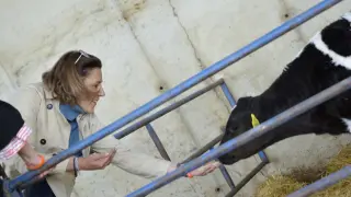 Lourdes Guillén da de comer a un ternero en una granja de Vencillón.