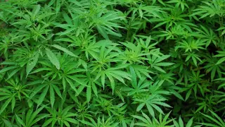 Una plantación de marihuana