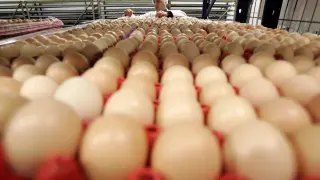 An employee of a poultry farm examines eggs in Volnay, western France February 23, 2006. Further cases of bird flu continue to be discovered in France sending poultry prices lower and forcing many farmers to destroy their stocks.  REUTERS/Franck Prevel BIRDFLU FRANCE