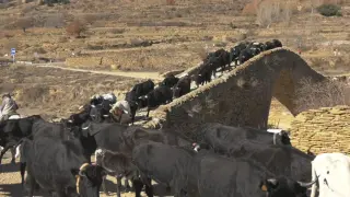 Un rebaño de vacas avileñas pasan por el puente medieval de La Puebla de San Miguel, durante la trashumancia en el Maestrazgo.