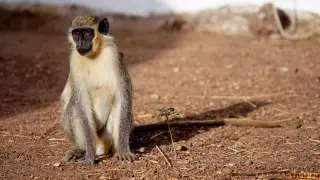 Los monos verdes africanos aprenden a "decir" dron.