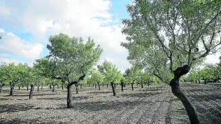 Explotación de almendro en una localidad de la comarca turolense de Gúdar.