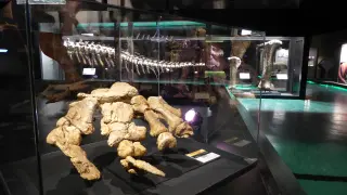 Fósiles originales de dinosaurios gigantes de Teruel en Dinópolis; en primer término destaca uno de los pies de Turiasaurus