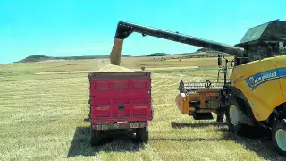 Labores de recolección de cereal de invierno esta semana en una explotación de Almudévar, en la comarca de la Hoya de Huesca.