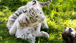 Los hermanos de tigres blancos nacidos en Sendaviva-