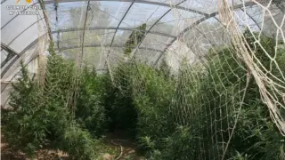 La plantación de marihuana en Aljafarín.