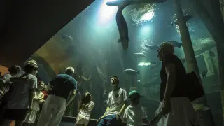 Ballenas acuario