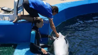 El delfín Lazo del Oceanogràfic se presta a la colocación de los sensores