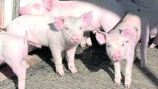 Ejemplares de una ganadería de porcino situada en la Comunidad aragonesa.