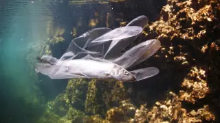 Un pez nadando dentro de un guante de plástico