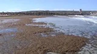 Los pescadores, hosteleros y bañistas de Tarifa, en Cádiz, se muestran muy preocupados por el alga asiática que ha invadido la localidad gaditana.