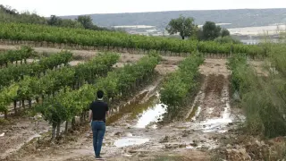 Daños causados por el granizo en el campo aragonés.
