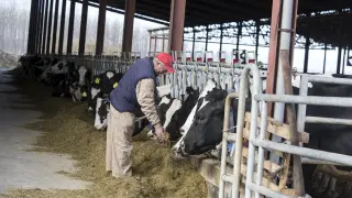 Una explotación ganadera de vacuno de leche en Aragón