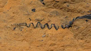 Ostreidos y foraminíferos en una arenisca del Pirineo
