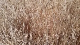 Efecto de la sequía en un campo de cereal de invierno.
