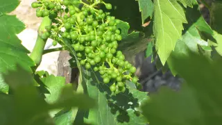 Los viñedos de Calatayud presentan un buena floración y cuajado.