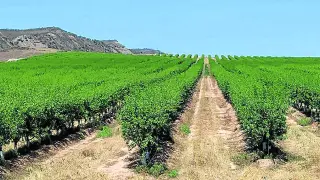 Explotación de almendros en seto, un nuevo modelo agronómico para un cultivo en plena expansión.