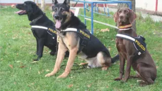 Guias caninos Policia Nacional