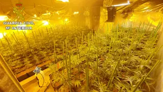 Imagen de la plantación de marihuana localizada en la provincia de Teruel.