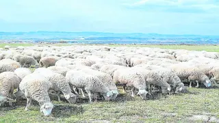 Un rebaño de ovejas de la raza rasa aragonesa alimentándose de pastos naturales en Aragón.