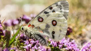 Mariposa Apolo, ‘Parnassius apollo’, una de las más vistosas que pueden verse en la zona.