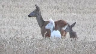 El animal estaba en un campo de trigo junto a su madre y otro corcino.