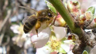 La abeja de la miel ('Apis mellifera') posee un aguijón que cuando pica se desprende de su cuerpo causándole la muerte y quedando fijado a la piel de la 'víctima'.