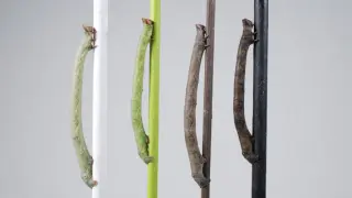 Las larvas de la polilla moteada cambian de color según la rama en la que estén