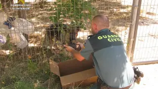 La Guardia Civil maltrato animal