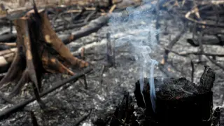 Árboles convertidos en cenizas en uno de los incendios junto al Amazonas