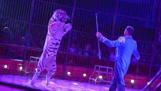 Espectáculo de circo con animales durante las fiestas del Pilar de 2014.