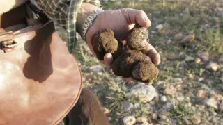 Un truficultor muestra las trufas recolectadas en una plantación de encinas de Gúdar-Javalambre.