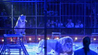 Circo con animales en el Pilar en 2014, último año en el que se permitió este tipo de espectáculos.
