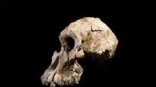 Cráneo encontrado en Etiopía