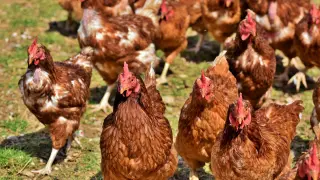 'Almas Veganas' denuncia la explotación de las gallinas.