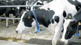 Ofertas reclamo en la leche con motivo de la vuelta al cole ponen en jaue la supervivencia de las ganaderías