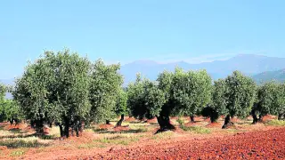 Olivares de la comarca oscense del Somontano, en la que existen hasta 19 variedades de aceitunas.