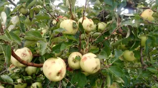 Cultivos de manzana afectados por las tormentas de granizo.