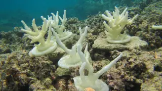 Modelos impresos en 3D de Acropora formosa, un tipo de coral del Índico y el Pacífico, anclados en una zona de arrecife para observar la reacción de los peces