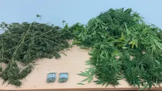 Plantas de marihuana intervenidas por la Guardia Civil en la vivienda de Monzón.
