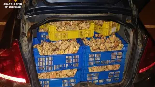 La Guardia Civil interviene 160 kilos de rebollones en un coche cerca de Casetas.