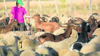 Una pastora, integrada en la iniciativa Ganaderas en Red, con su rebaño de ovino.