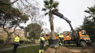 Operarios del servicio de parques y jardines plantan un árbol en el parque Miraflores de Zaragoza.