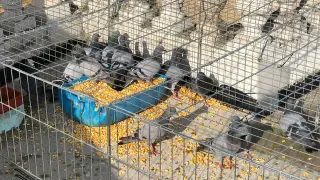 Un total de 500 palomas se han capturado en la primera batida de la campaña.