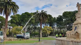 Operarios de Parques y Jardines eliminan la plaga de picudo de las palmeras del Parque Grande.