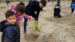 En Magallón se han plantado este jueves 300 pinos en la arboleda de San Sebastián de La Loteta en una jornada festiva y educativa