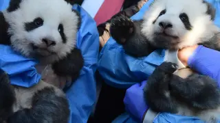 Dos trabajadores del zoo muestran a los dos osos panda recién nacidos durante la presentación oficial en Berlín.